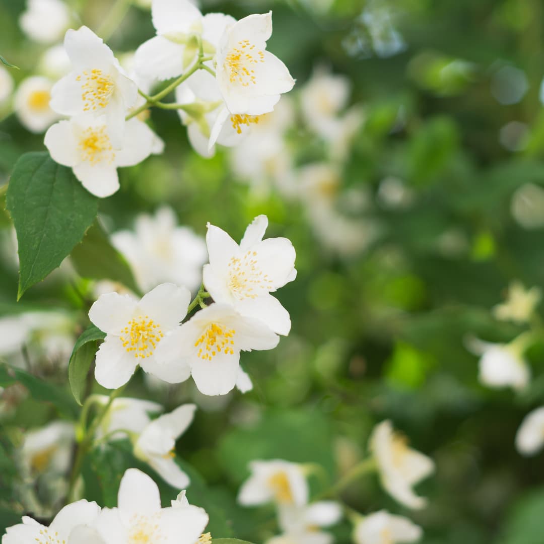 jasmín pro uklidnění a čistotu